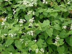 Fagopyrum cymosum
