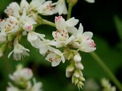 Fagopyrum cymosum