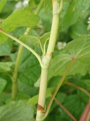 Fagopyrum cymosum