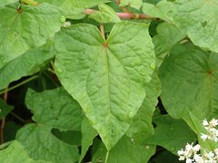 Fagopyrum cymosum