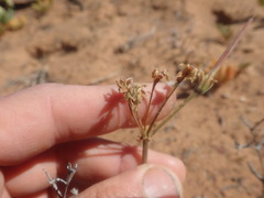 Pelargonium radulifolium