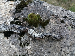Zamenis scalaris