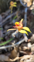 Caladenia discoidea