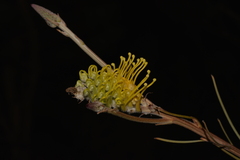 Grevillea eriostachya