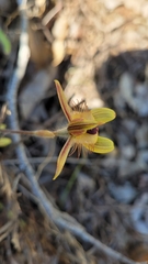 Caladenia discoidea