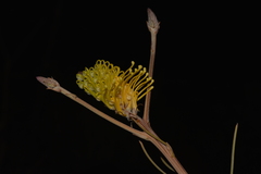 Grevillea eriostachya