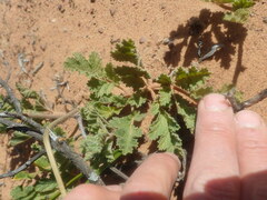Pelargonium radulifolium