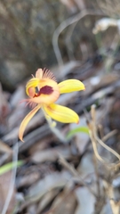 Caladenia discoidea