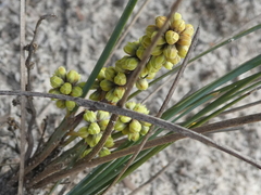 Lomandra collina