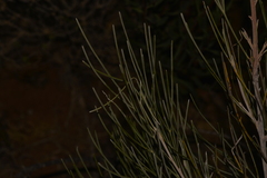 Grevillea eriostachya