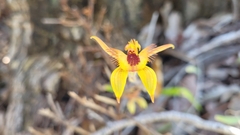 Caladenia discoidea