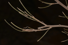 Grevillea eriostachya