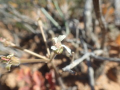 Pelargonium radulifolium