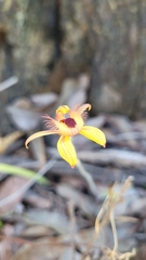 Caladenia discoidea
