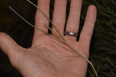Grevillea eriostachya