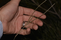 Grevillea eriostachya