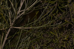 Grevillea eriostachya