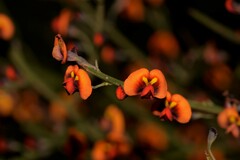 Daviesia divaricata