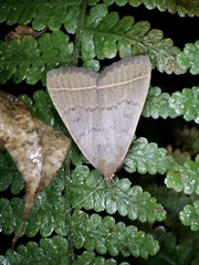 Simplicia niphona