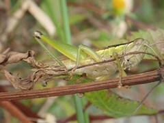 Oxya yezoensis