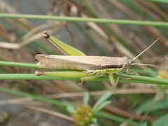 Oxya yezoensis