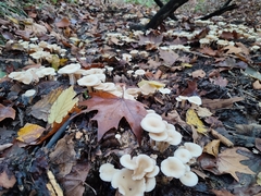 Singerocybe phaeophthalma