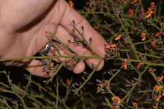Daviesia divaricata