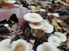 Singerocybe phaeophthalma