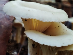 Singerocybe phaeophthalma