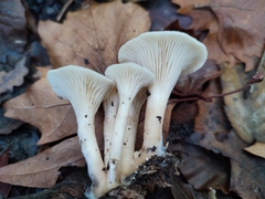 Singerocybe phaeophthalma