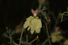 Lechenaultia linarioides