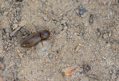 Agriotes lineatus