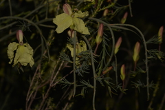 Lechenaultia linarioides