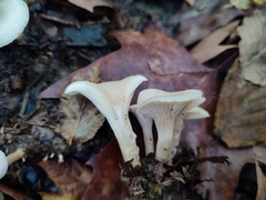 Singerocybe phaeophthalma