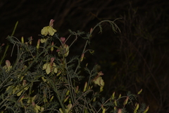 Lechenaultia linarioides