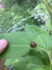 Hygromia cinctella