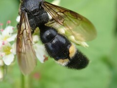 Scolia oculata