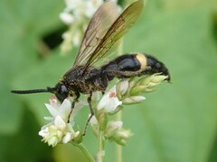 Scolia oculata