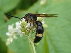 Scolia oculata
