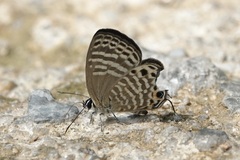 Nacaduba angusta