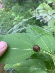 Hygromia cinctella