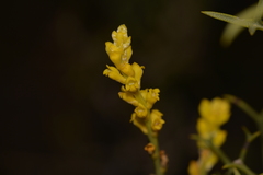 Synaphea spinulosa