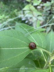 Hygromia cinctella