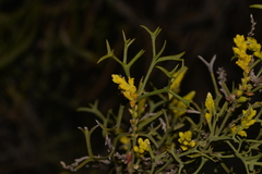 Synaphea spinulosa