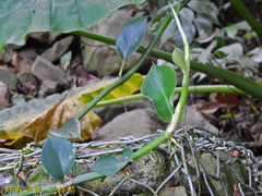 Rhaphidophora hongkongensis