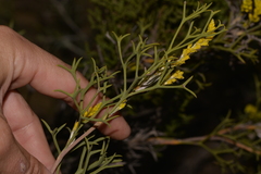 Synaphea spinulosa
