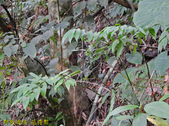 Disporum kawakamii