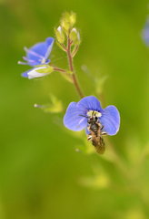 Andrena minutula