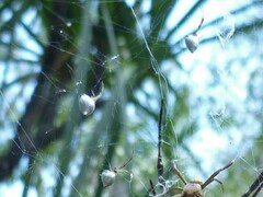 Argyrodes antipodianus