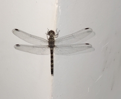 Bradinopyga geminata